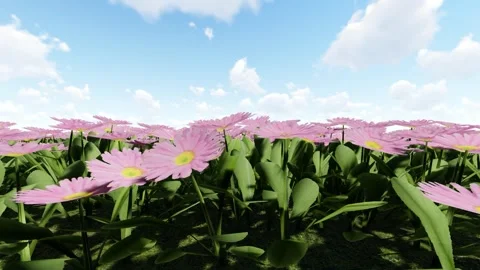 Alpine Aster Pink Flower Stock Footage 342268744