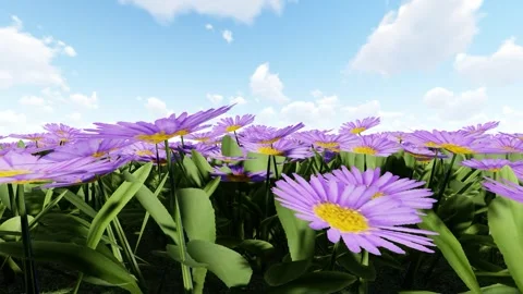 Alpine Aster Purple flower 스톡 동영상 342268733