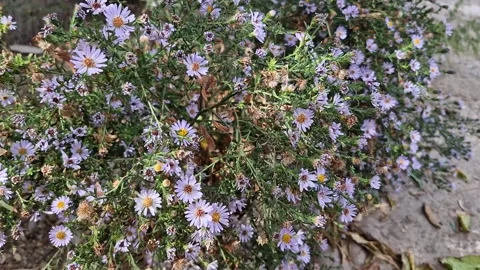 Alpine Aster, September Aster perennial Video stock 286932128