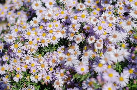 Alpine asters. Bees pollinating beautiful ornamental flowers in the bed. Flow Stock Photos
