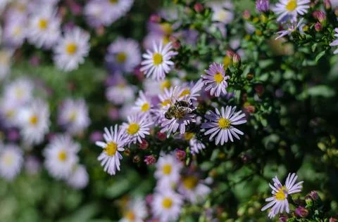 Alpine asters. Bees pollinating beautiful ornamental flowers in the bed. Flow Stock Photos