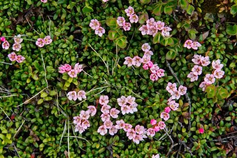 Alpine azalea Stock Photos