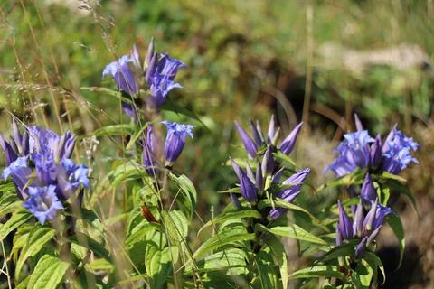 Alpine bell flowers Stock-Fotos