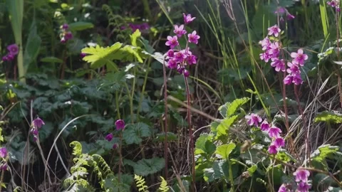 Alpine Bells (Primula matthioli) in Full Bloom Across High-Altitude Meadows Stock Footage 306606519