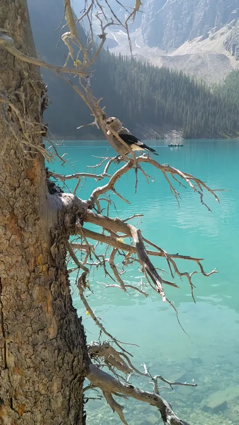 Alpine bird watching Video stock 318557800