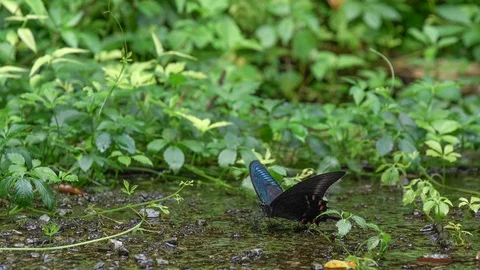 Alpine Black Swallowtail Stock Footage 105330965