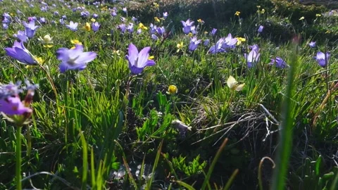 Alpine bluebells in the wind in the mountains. 库存影片 340610120