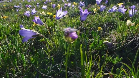 Alpine bluebells in the wind in the mountains. Stock Footage 342108867