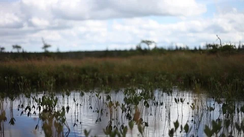 Alpine Bog in cape Breton Stock Footage 83461453