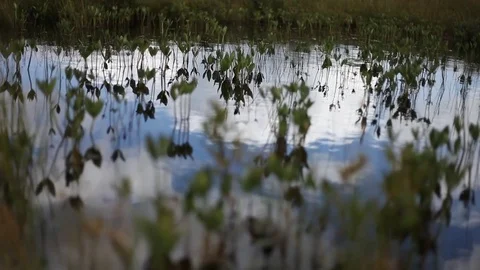 Alpine bog rack focus Stock Footage 83461788