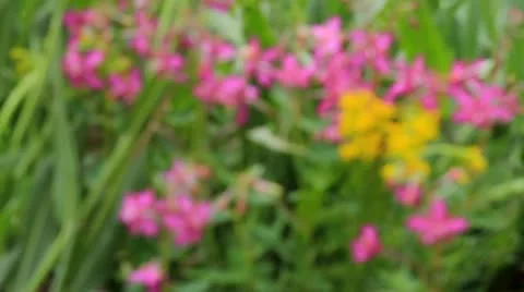 Alpine Bouquet Stock Footage