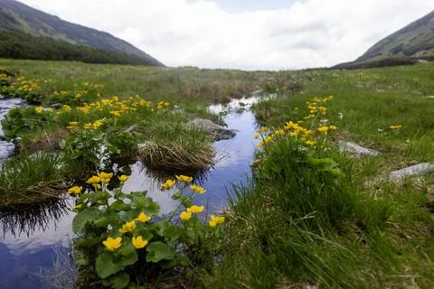 Alpine brook lined with bright yellow blooming wetland wildflowers amid gre.. Foto stock