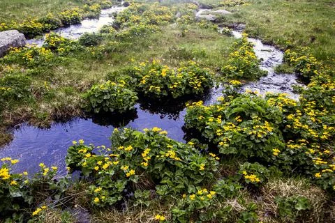 Alpine brook lined with bright yellow blooming wetland wildflowers amid gre.. Stock Photos