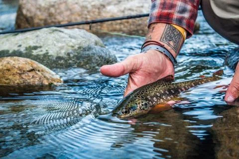 Alpine brown trout Foto stock