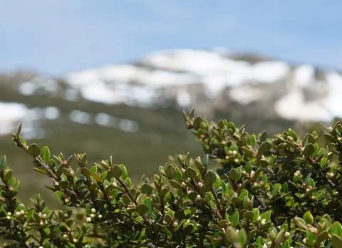  Alpine Buds Stock Photos
