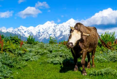 Alpine bull Stock Photos
