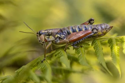 Alpine Bush cricket Stock Photos