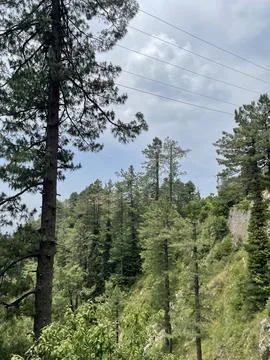 Alpine Canopy Stock Photos