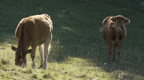 Alpine cattle Stock Footage 59791419