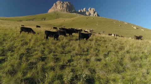 Alpine Caucasus grazing cows herd livestock graze Kabardino-Balkaria epic nature Stock Footage 153257945