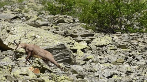 Alpine chamois Video stock 254698876