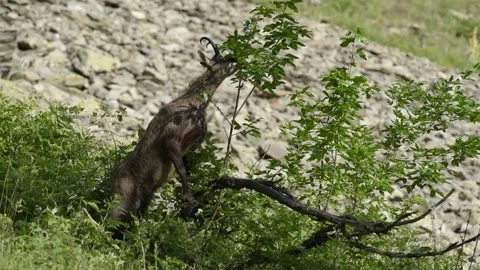 Alpine chamois Video stock 254698885