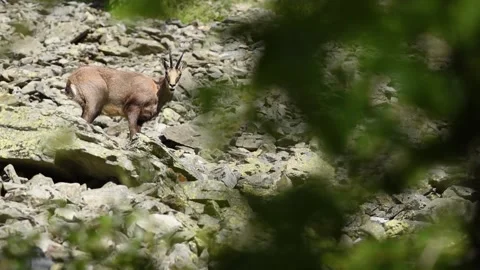 Alpine chamois Video stock 254698889
