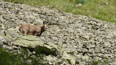 Alpine chamois Video stock 254698893