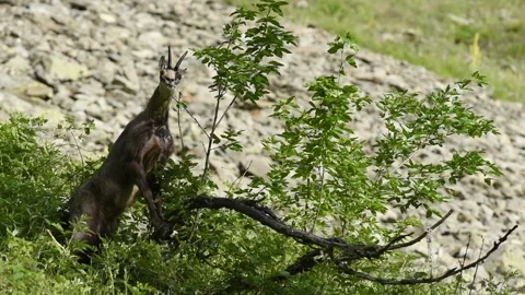 Alpine chamois Video stock 254698894