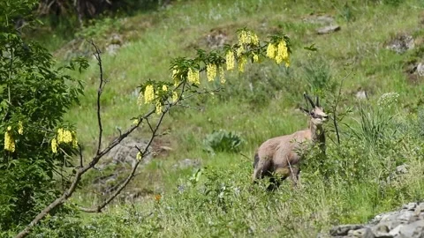 Alpine chamois Video stock 254698910