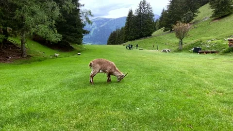 Alpine Chamois Grazing In The Field Of Merlet Animal Park In Les Houches, Video stock 218590153