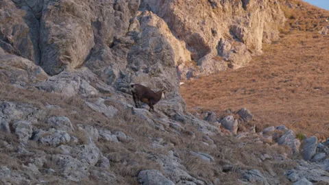Alpine chamois walking right along steep rocky slope, Bavarian Alps, 4K Stock Footage 330733355