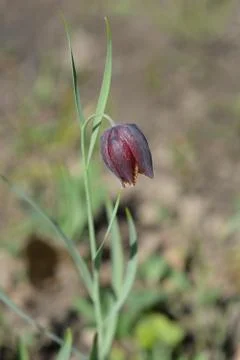 Alpine checkered lily Stock Photos