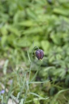 Alpine checkered lily Stock Photos