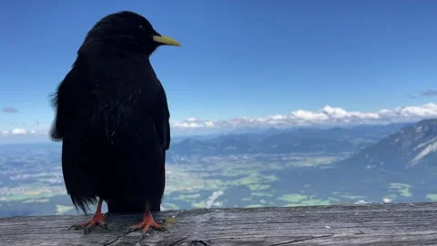 Alpine Chough Close-Up Mountain Background 스톡 동영상 198714282