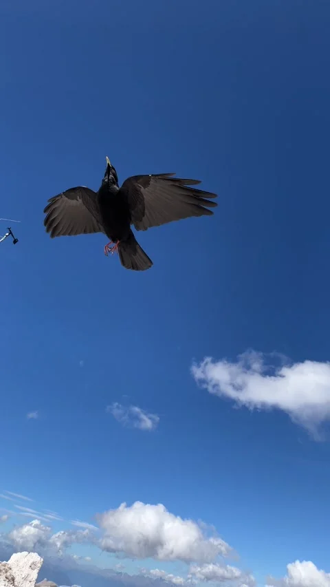 Alpine Chough Eating Cranberry in Flight – Dolomites, Italy, 4K Vertical Stock Footage 331075220