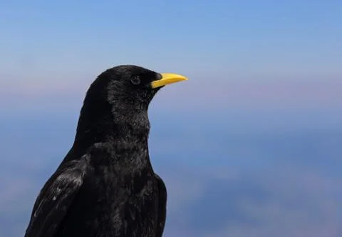 Alpine Chough Face Foto stock