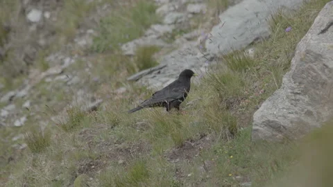 Alpine chough feeds on the ground, mountain wildlife, bird, crow, takes off 4K Video stock 138193575