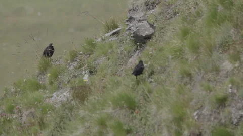 Alpine chough feeds on the ground, mountain wildlife, bird, crow, slow motion Video stock 138694542