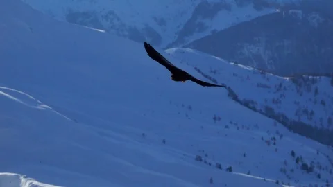 Alpine Chough fly  fly over the snowy mountains Stock Footage 127477110