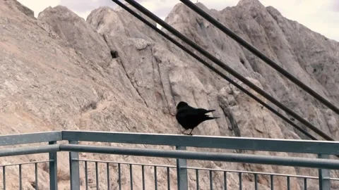 The alpine chough Stock Footage 222802048