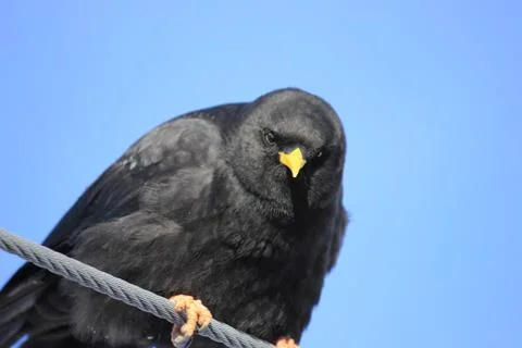 Alpine chough looking down at you Stock Photos