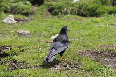A Alpine chough in the mountains Stock Photos