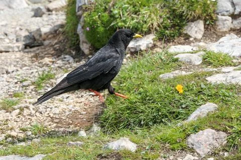 A Alpine chough in the mountains Stock Photos