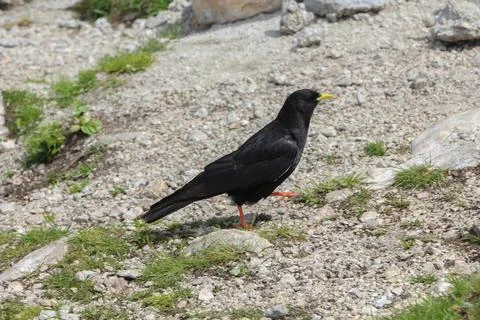 A Alpine chough in the mountains Stock Photos