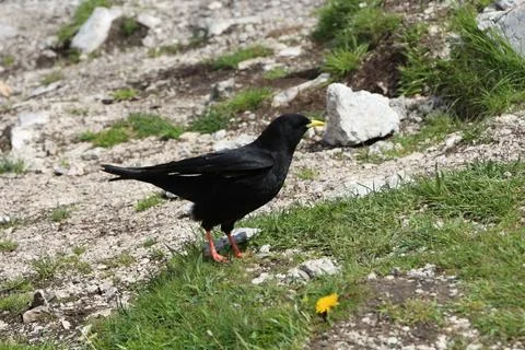 A Alpine chough in the mountains Stock Photos