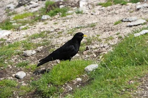 A Alpine chough in the mountains Stock Photos