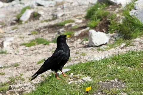 A Alpine chough in the mountains Stock Photos