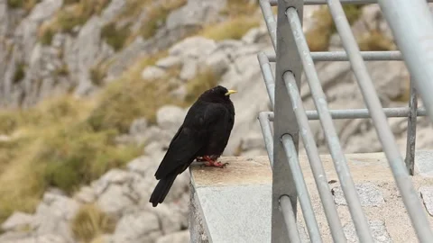 An Alpine Chough perched near to cable car in mountains. Picos de Europa Video stock 317173960
