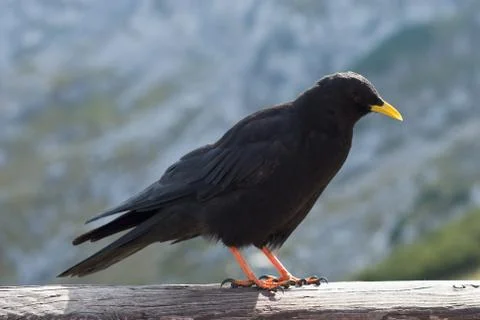 Alpine chough Stock Photos